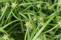 sedge seeds