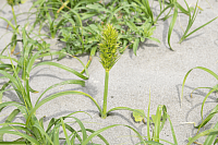 sedge seeds