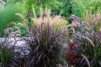 sedge seeds